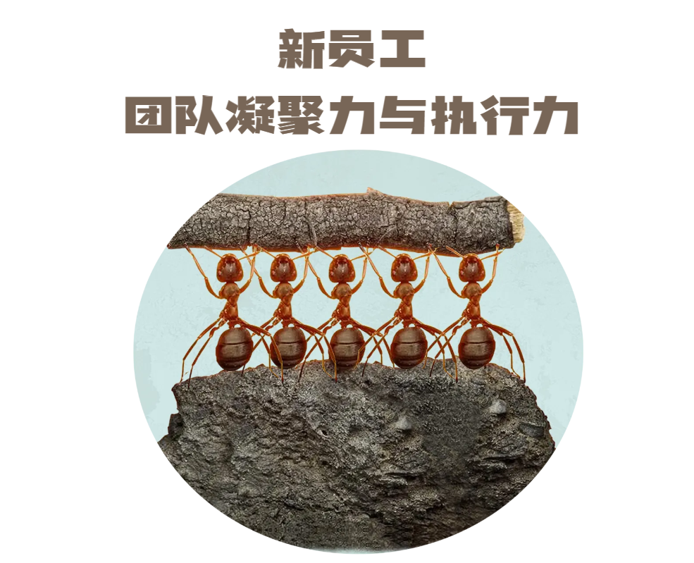 新員工-團(tuán)隊(duì)凝聚力與執(zhí)行力（樂高）